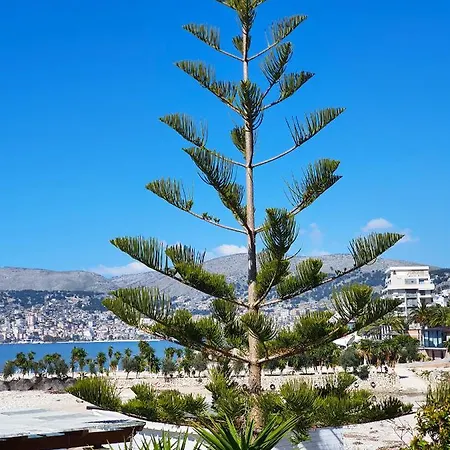 Orchids Sarande